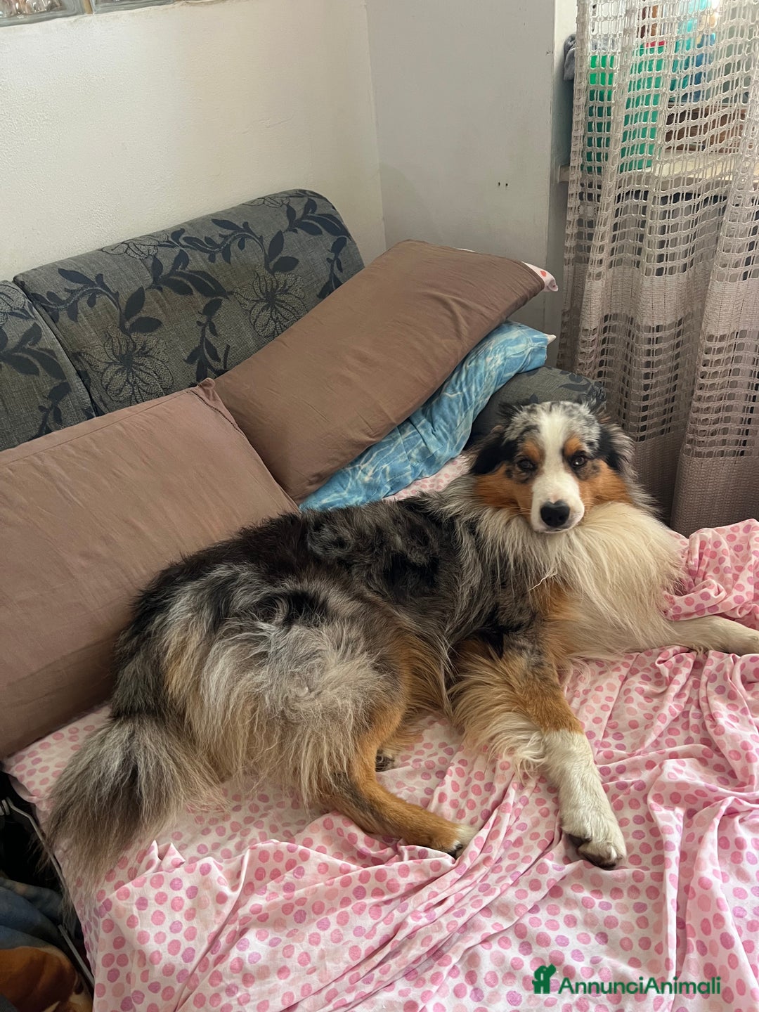 Australian Shepherd cani per accoppiamento: Pastore australiano maschio disponibile per monta a Città Metropolitana di Torino - Immagine 3