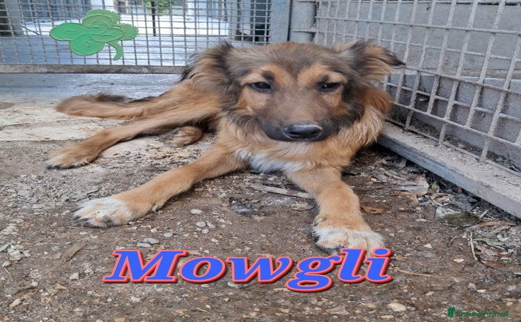 Meticcio cani a Provincia di Treviso - Annuncio 16