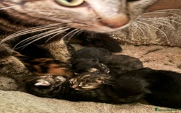 Altre razze gatti in vendita: 7 allegri batuffoli in cerca di casa a Province of Brescia - Immagine 6
