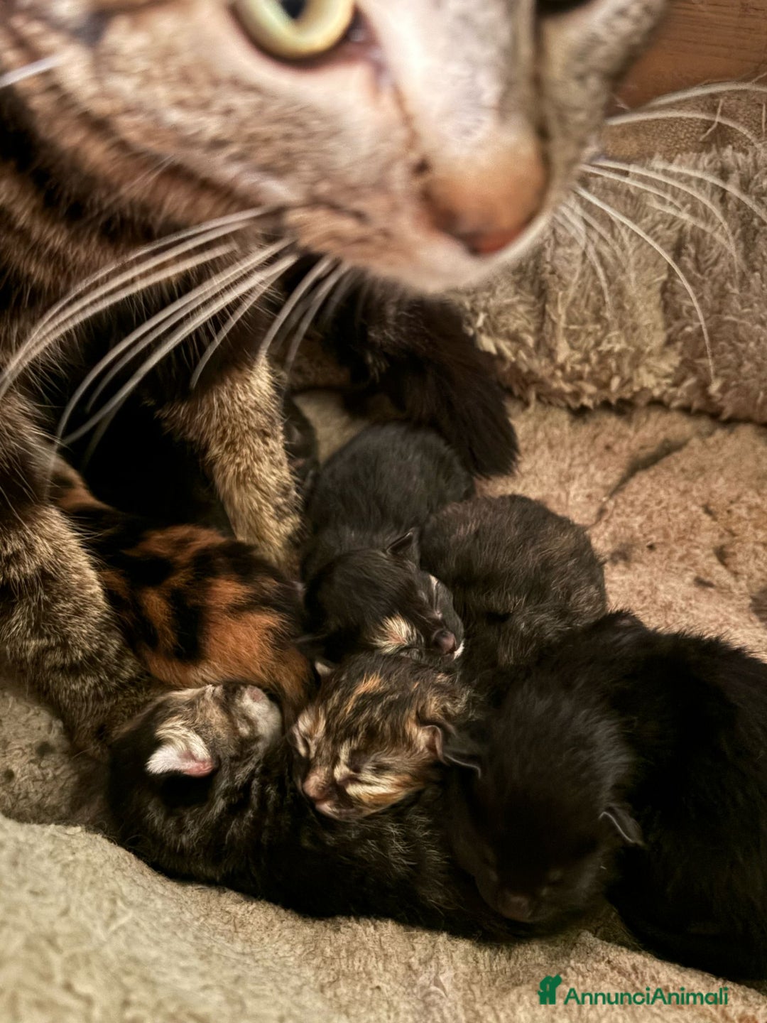 Altre razze gatti in vendita: 7 allegri batuffoli in cerca di casa a Province of Brescia - Immagine 6