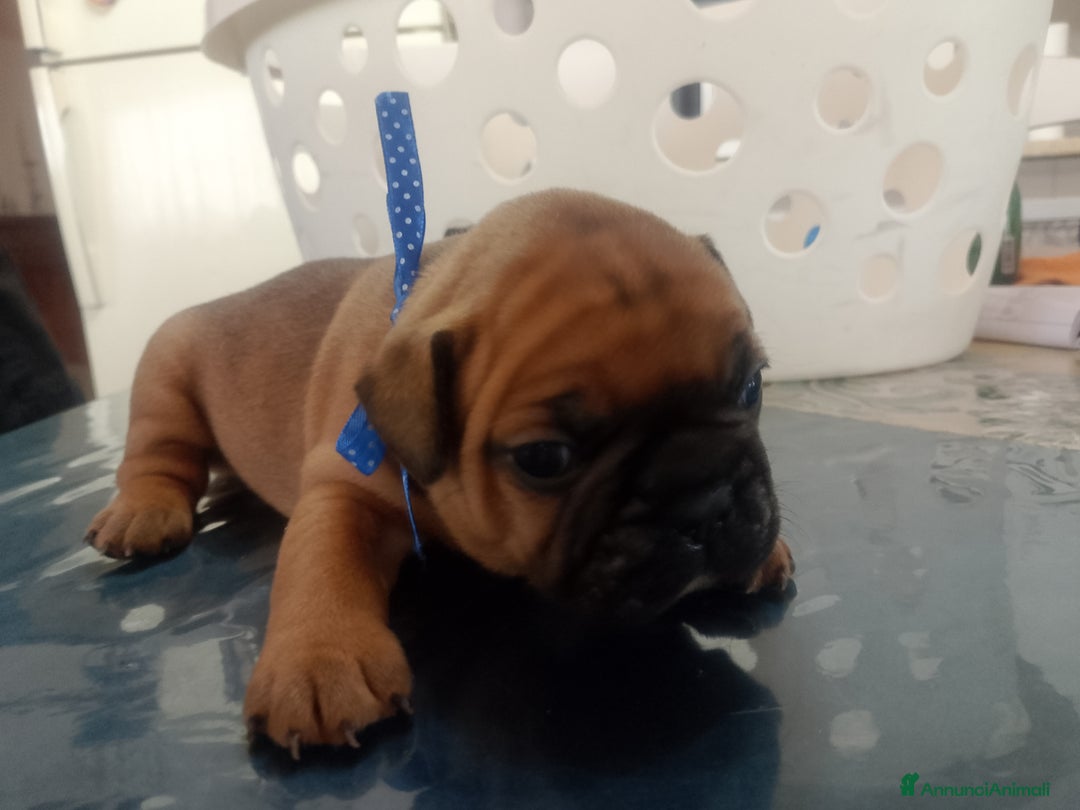Bulldog Francese cani in vendita: Bulldog francese  - Annuncio 9