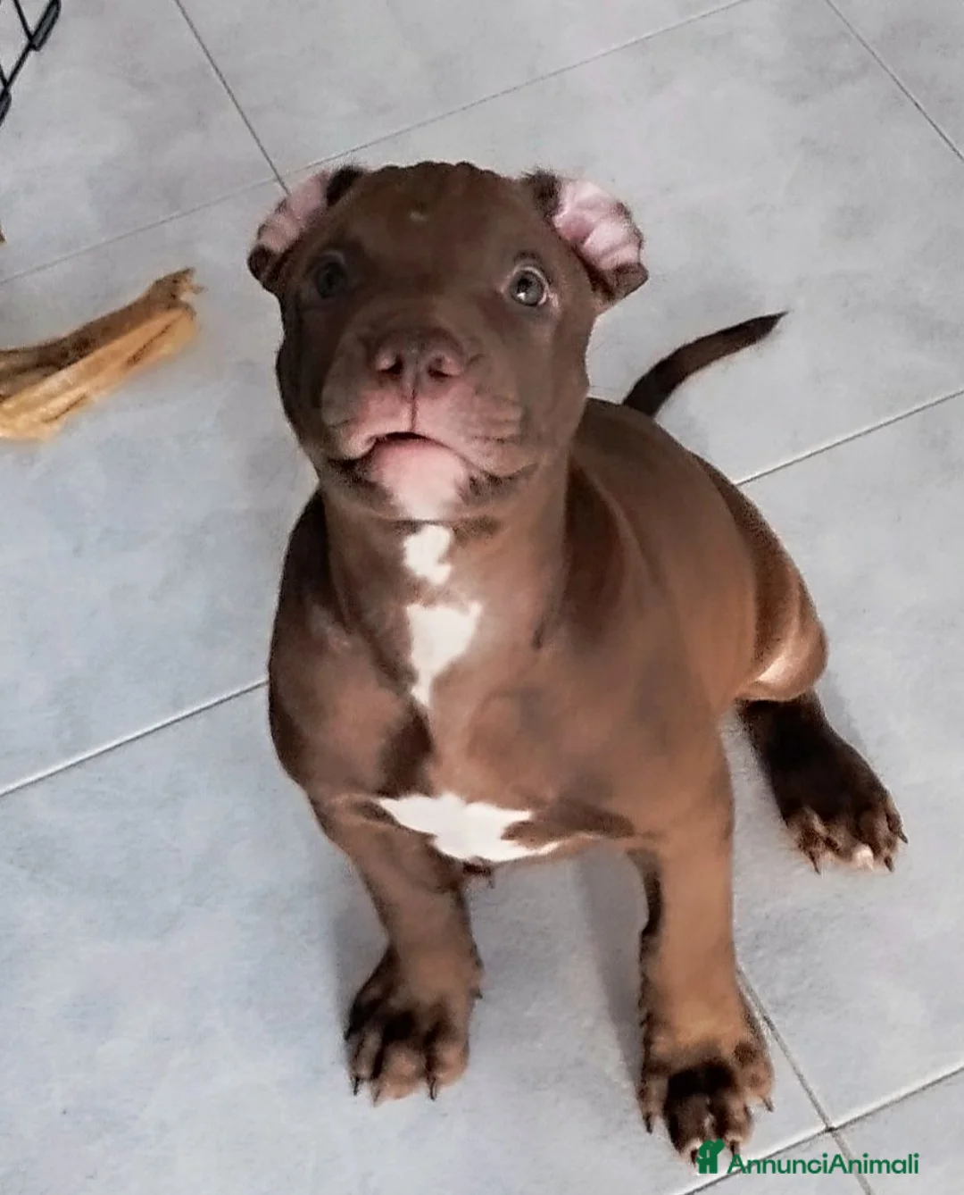 American Staffordshire cani in vendita: American pitbull terrier con pedigree - Annuncio 10