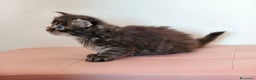 Maine Coon gatti in vendita: Dolcissimo cucciolo Maine coon  - Annuncio 6