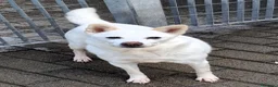 Meticcio cani in regalo: FOX CERCA PERSONA PAZIENTE - Annuncio 2