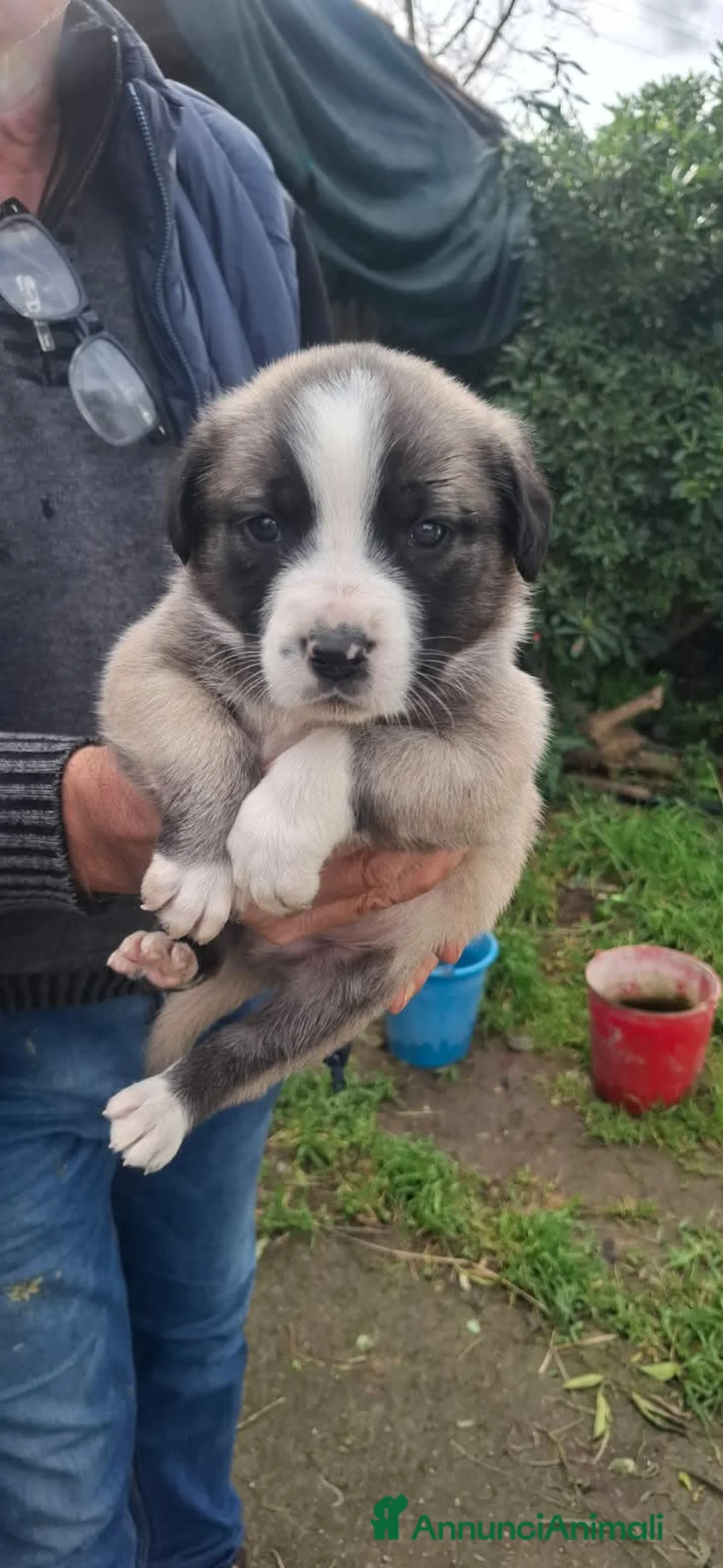 Meticcio cani in regalo: stupendi cuccioli - Annuncio 1