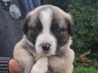 Meticcio cani stupendi cuccioli - Annuncio 1