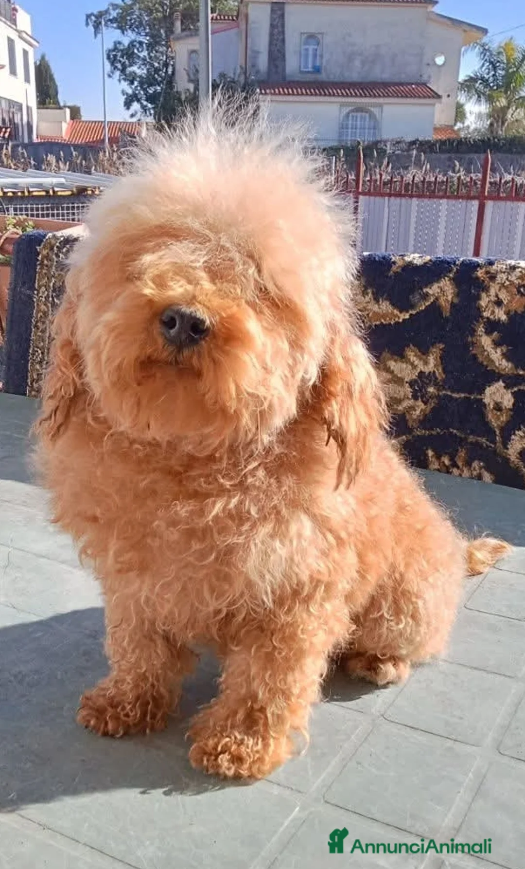 Barboncino Toy cani in vendita: Disponibile 2 maschietti di barboncino Red toy - Annuncio 1