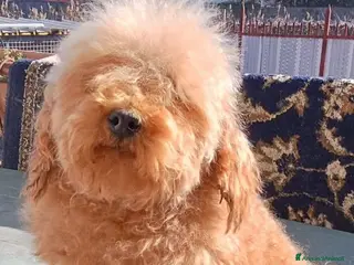 Barboncino Toy cani Disponibile 2 maschietti di barboncino Red toy - Annuncio 1