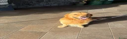 Golden Retriever cani per accoppiamento: Golden retriver per monta a Città metropolitana di Catania - Annuncio 2