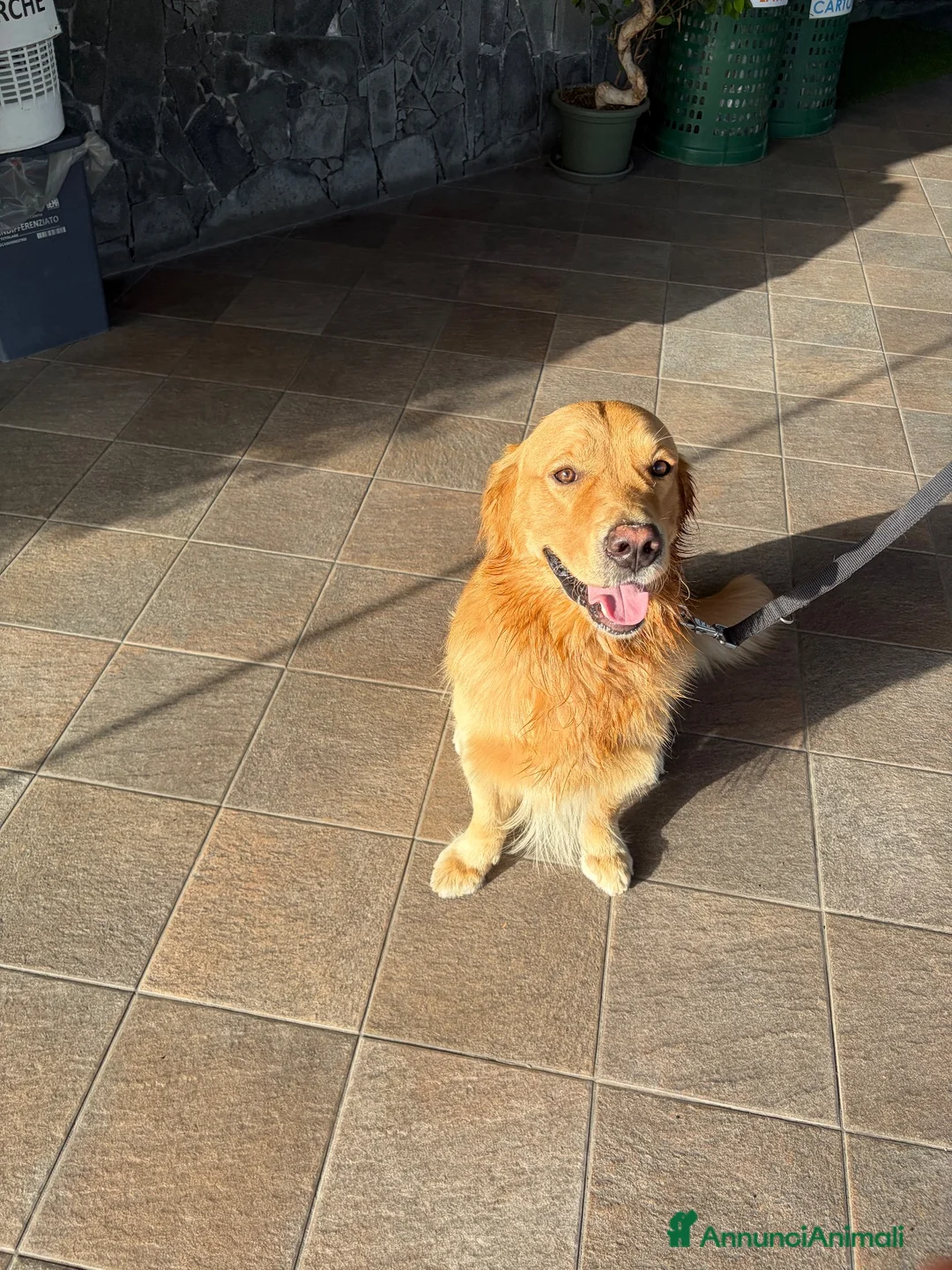 Golden Retriever cani per accoppiamento: Golden retriver per monta a Città metropolitana di Catania - Annuncio 2