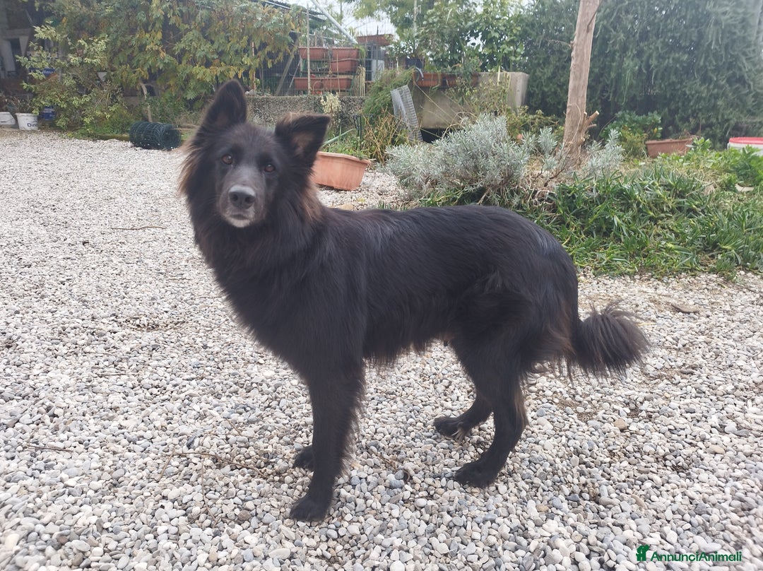 Pastore della Lessinia e del Lagorai cani in vendita: Cuccioli pastore della Lessinia e del Lagorai  - Annuncio 2