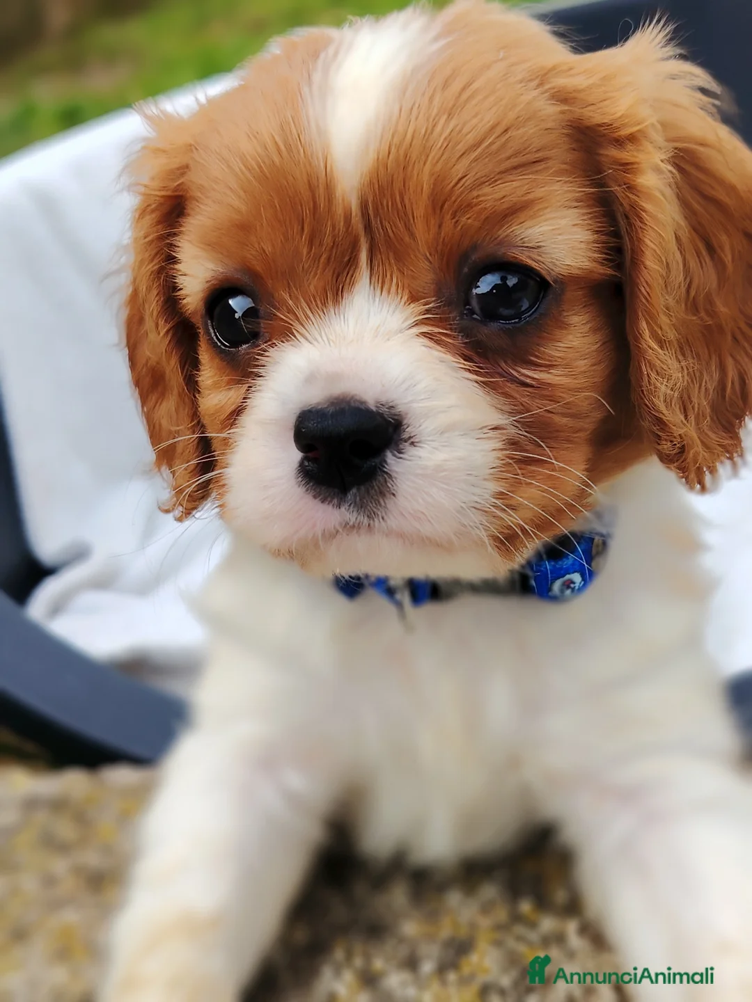 Cavalier King cani in vendita: Cavalier King - Annuncio 1