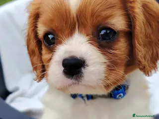 Cavalier King cani Cavalier King - Annuncio 2