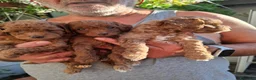 Barboncino Toy cani in vendita: Barboncini Toy - Annuncio 7