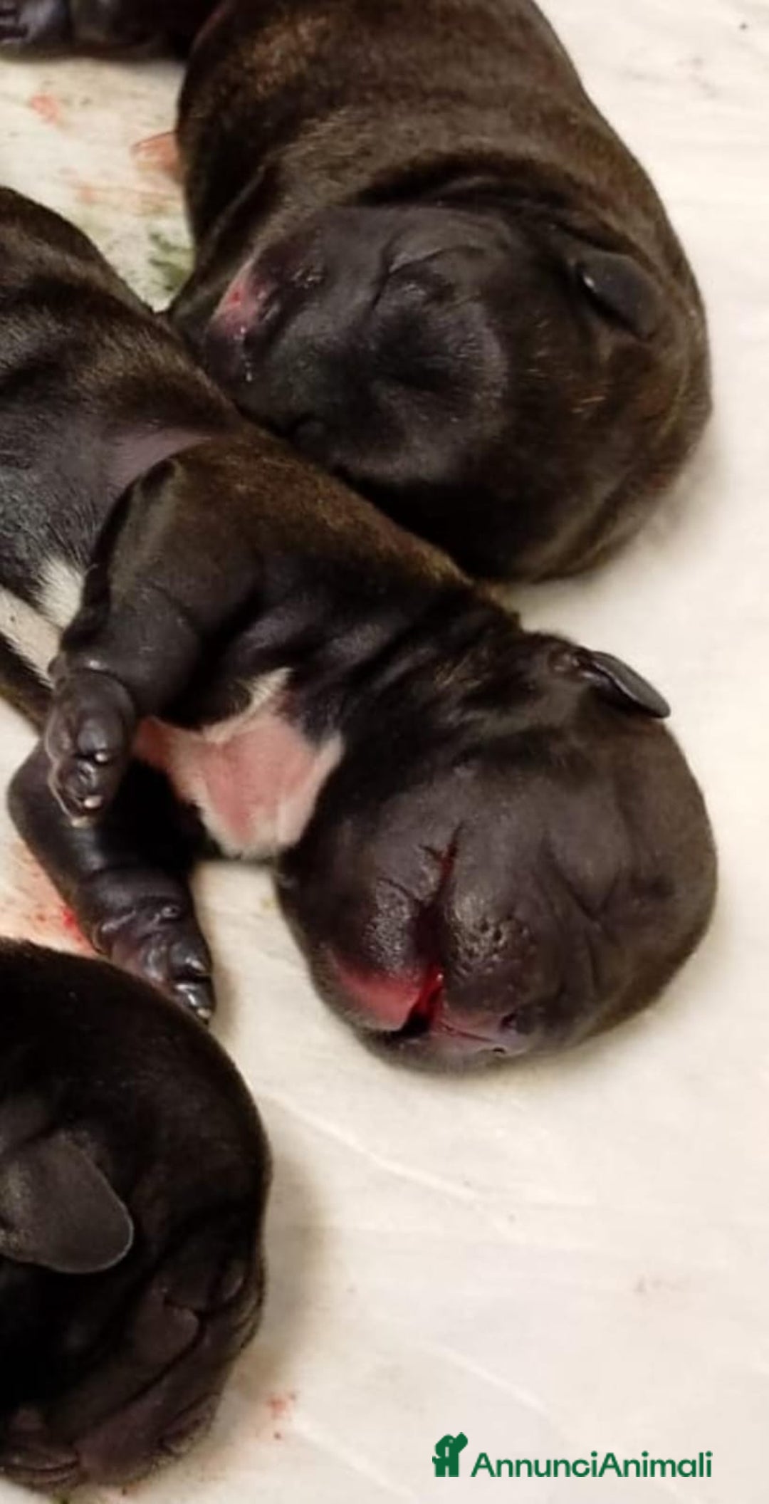 Bulldog Francese cani in vendita: Stupendi cuccioli bouledogue francese  a Provincia di Massa e Carrara - Immagine 4