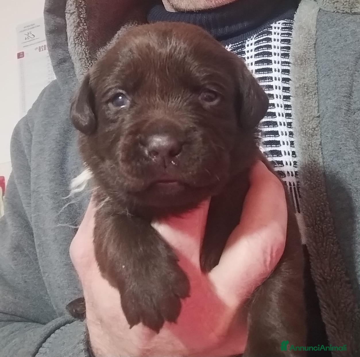 Labrador cani LABRADOR - Annuncio 2