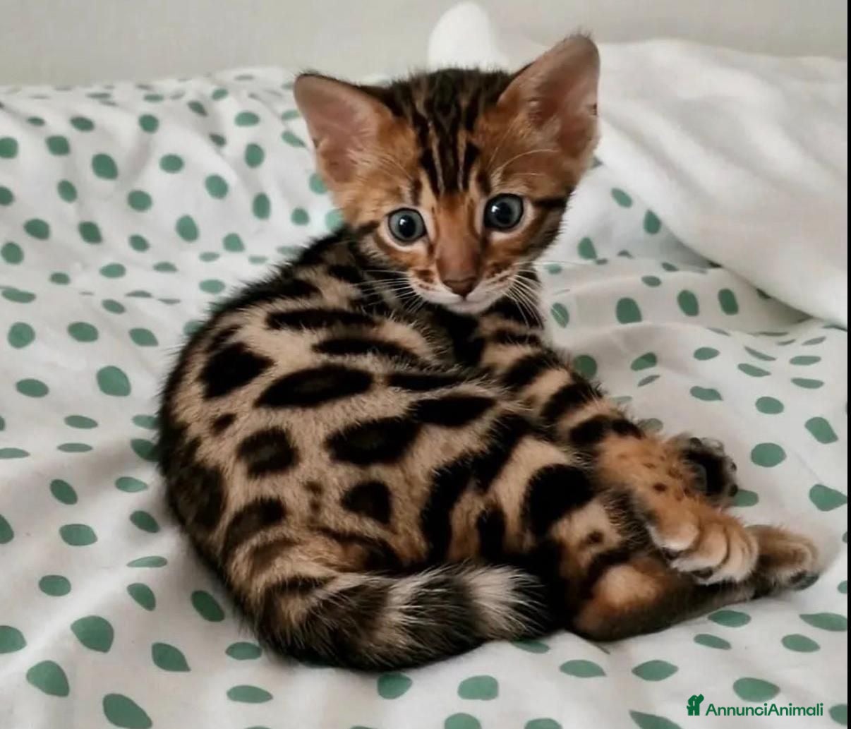 Bengala gatti Bellissimi cuccioli di bengala - Annuncio 5