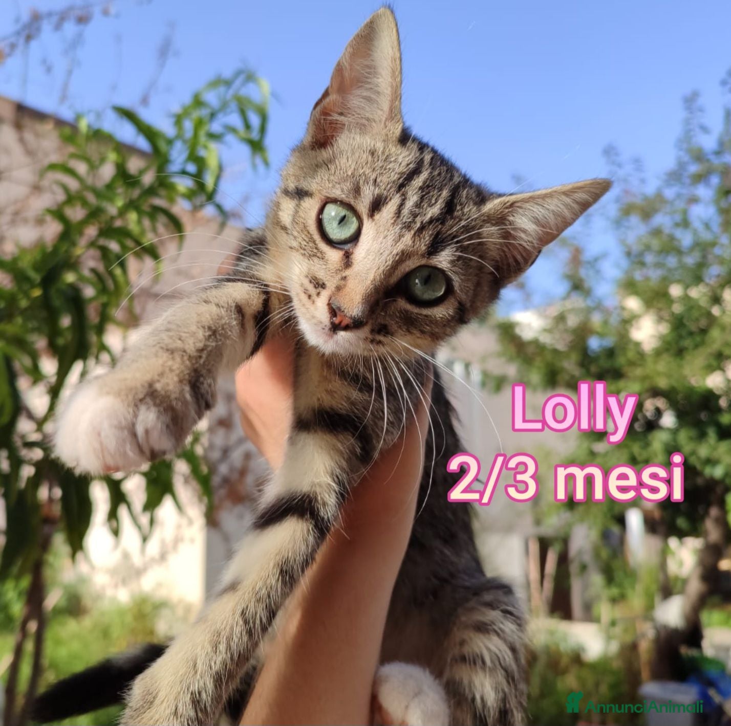Europeo gatti GATTINI BISOGNOSI CERCANO AMORE  - Annuncio 1