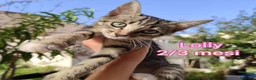 Europeo gatti in regalo: GATTINI BISOGNOSI CERCANO AMORE  a Città Metropolitana di Bologna - Annuncio 1