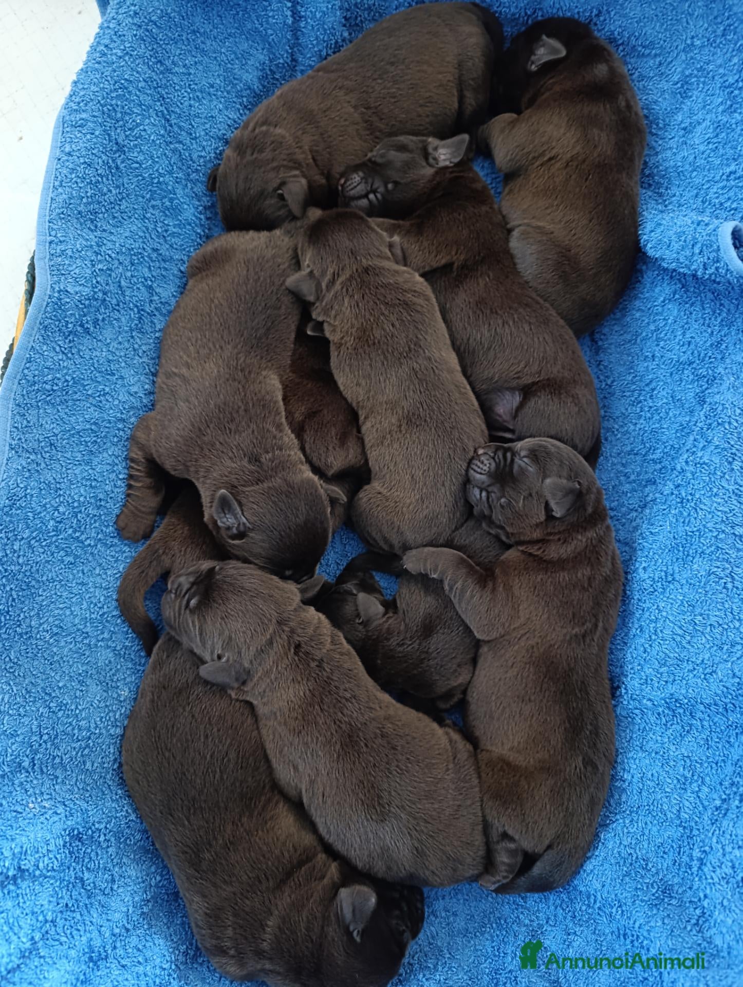 Labrador cani in vendita: cuccioli labrador cocholate - Annuncio 1