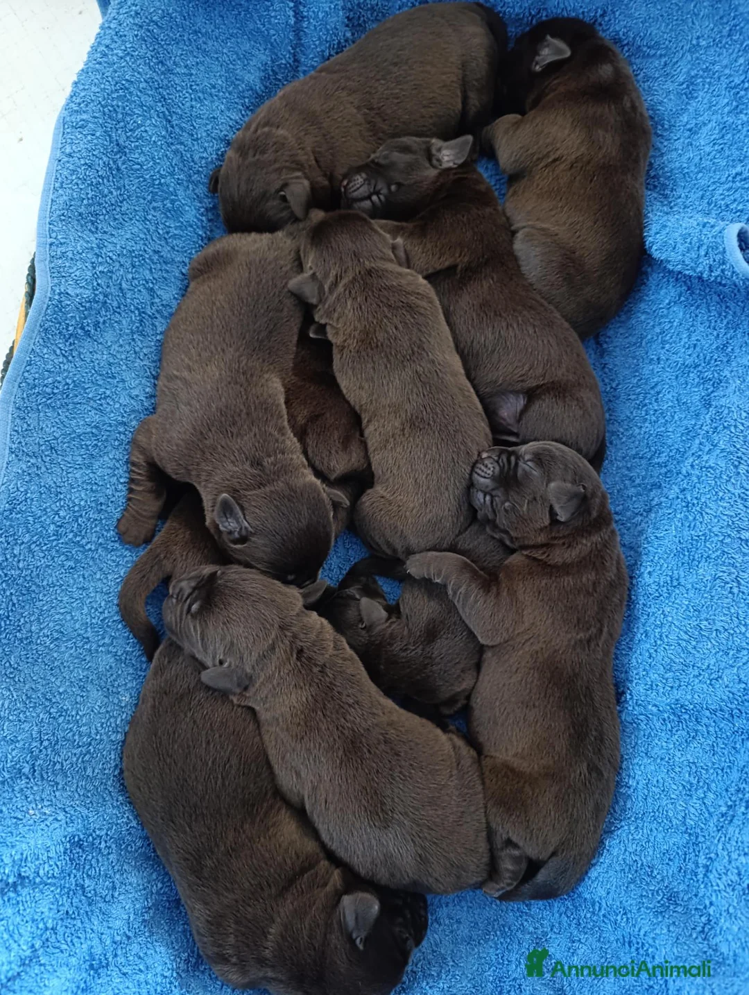 Labrador cani in vendita: cuccioli labrador cocholate - Annuncio 1
