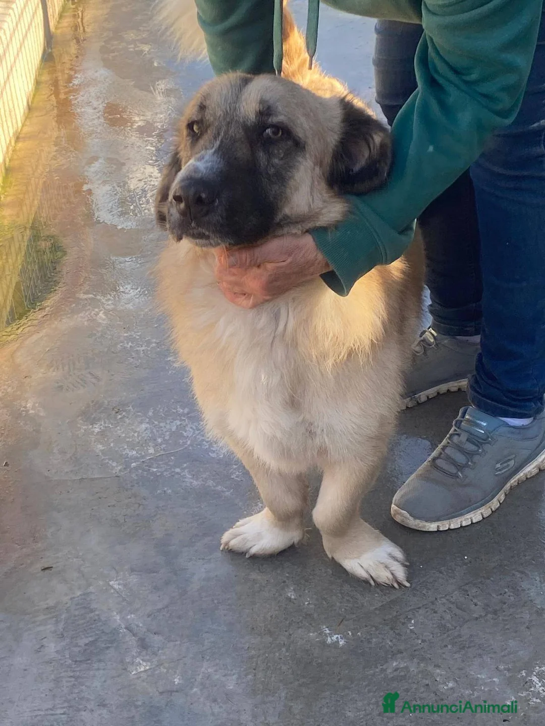 Meticcio cani in regalo: Ciaky cagnolino mansueto e coccolone - Annuncio 13