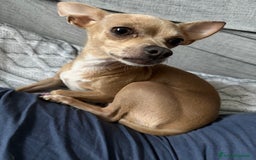 Chihuahua cani in vendita: 🐾 Chihuahua Toy Femmina in Vendita  a Città metropolitana di Milano - Immagine 6