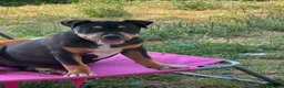 Pitbull cani in vendita: Ultima cucciola di Pit Bull Black Tricolor  - Annuncio 5