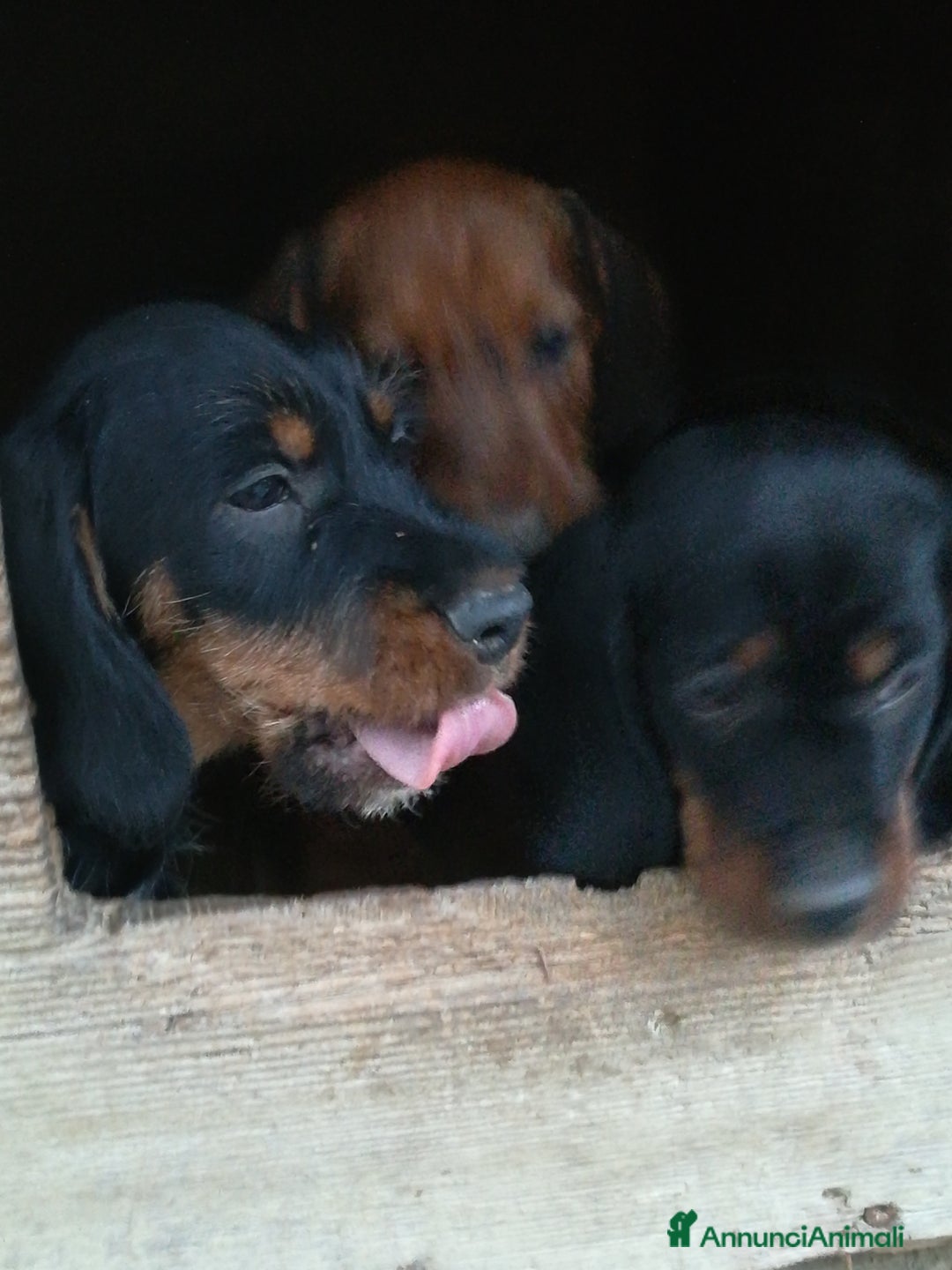 Bassotto cani in vendita: Bassotto pelo duro  - Annuncio 25