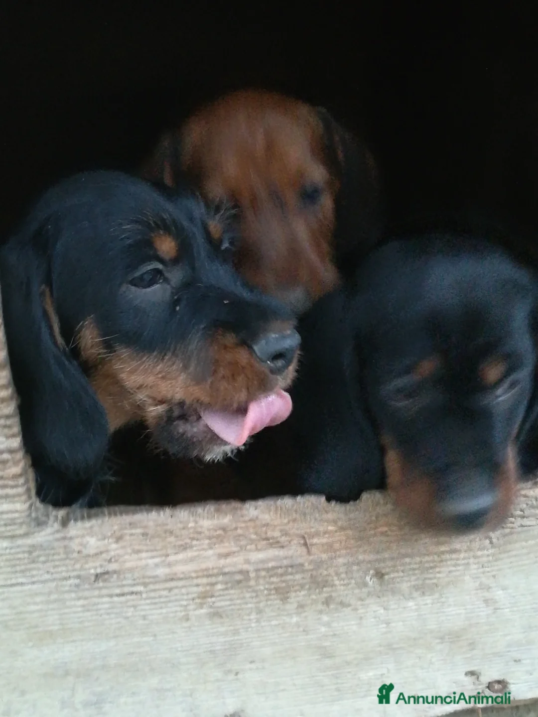 Bassotto cani in vendita: Bassotto pelo duro  - Annuncio 15