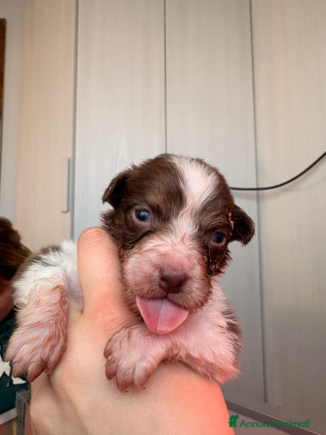 Australian Shepherd cani in vendita: Cuccioli di  AUSSIE nati il 31/12/2025 – PEDIGREE  - Annuncio 2