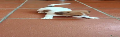 Jack Russell 5