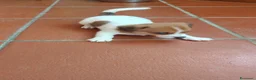 Jack Russell cani in vendita: Stupendi cuccioli di Jack Russell - Annuncio 11