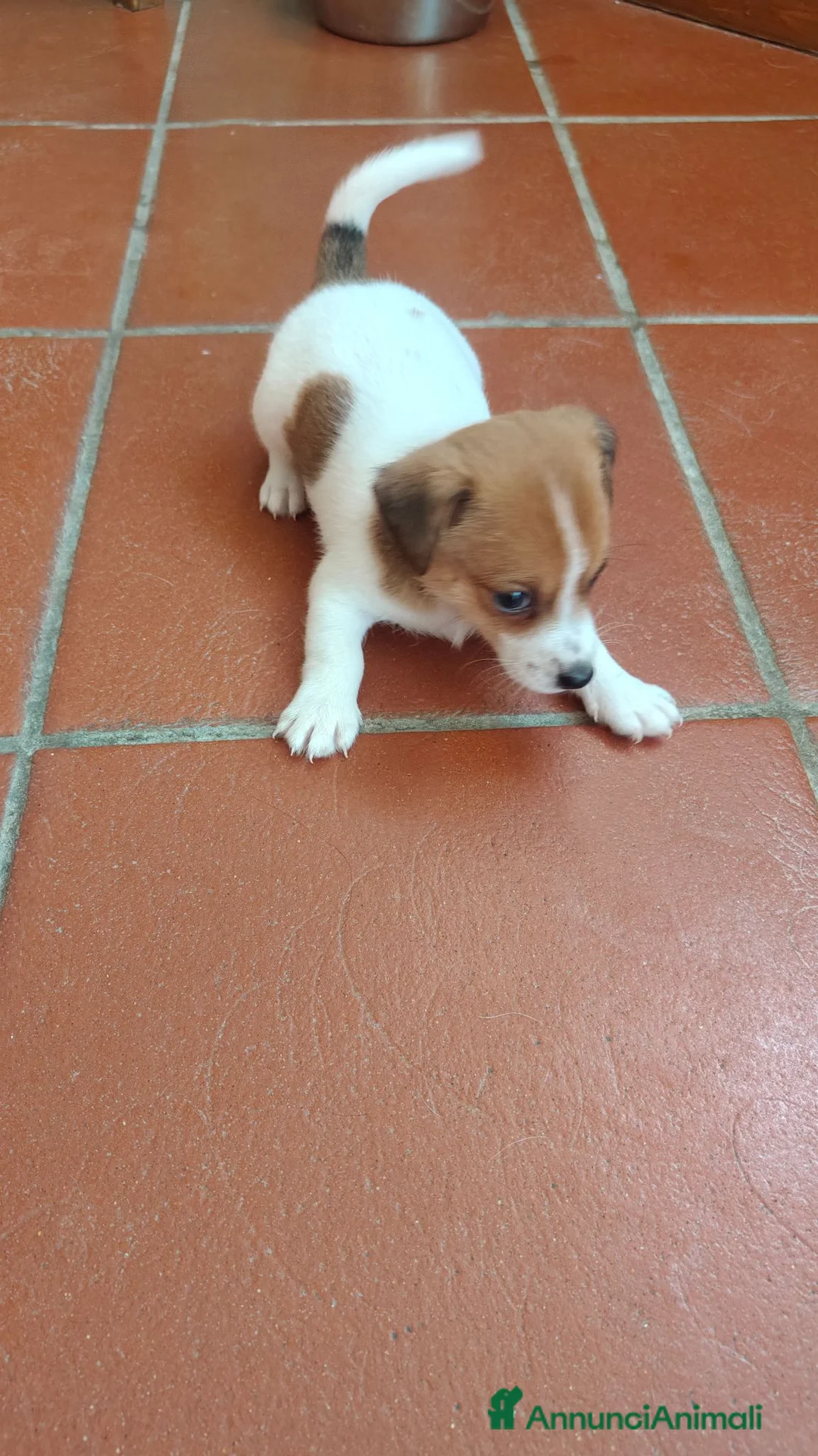 Jack Russell cani in vendita: Stupendi cuccioli di Jack Russell - Annuncio 11