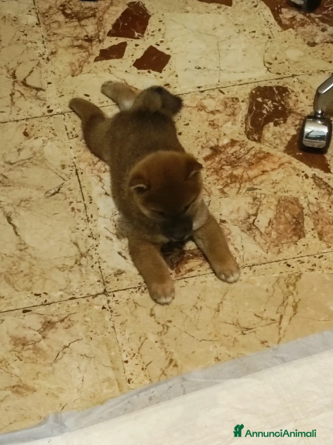 Shiba Inu cani in vendita: Cuccioli Shiba Inu  - Annuncio 2