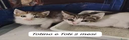 Europeo gatti in regalo: Tanti gattini desiderosi di trovare famiglia  a Provincia di Bergamo - Annuncio 4