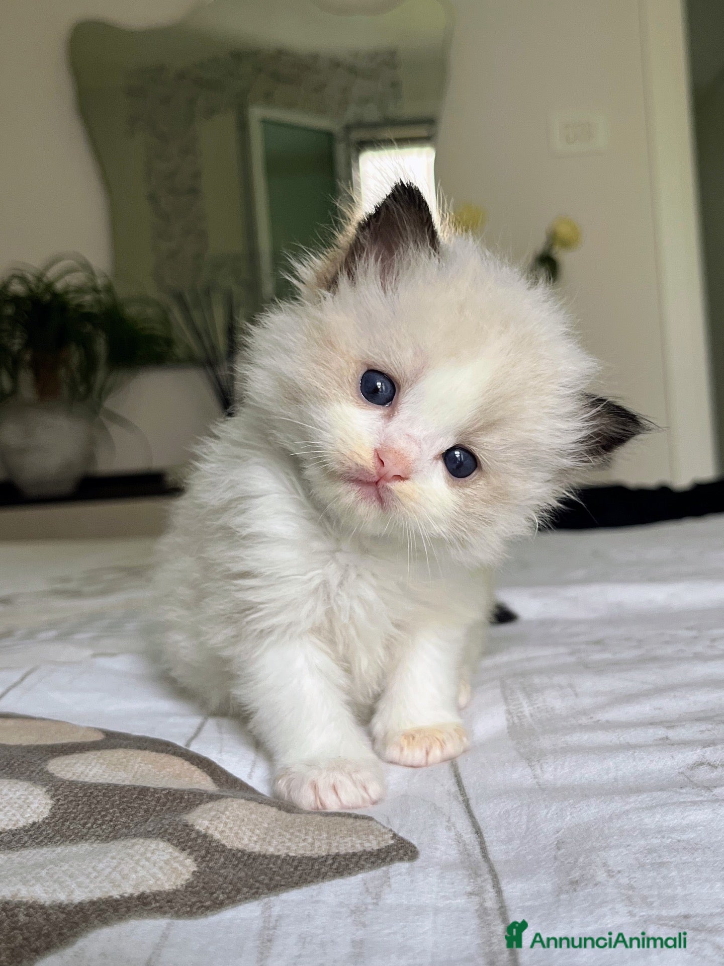Ragdoll gatti Straordinari cuccioli ragdoll - Annuncio 2
