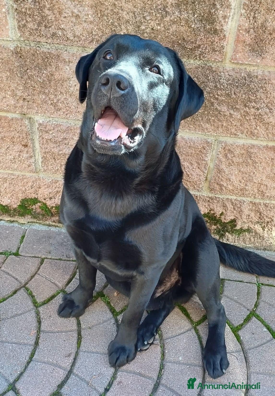 Labrador cani Maschio labrador nero per accoppiamento  - Annuncio 1