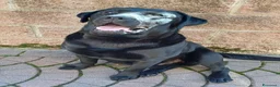 Labrador cani per accoppiamento: Maschio labrador nero per accoppiamento  a Provincia di Siena - Annuncio 1