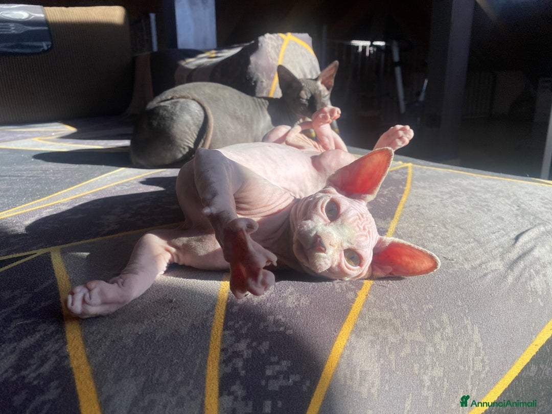 Sphynx gatti in vendita: Canadian Sphynx maschio - Annuncio 4