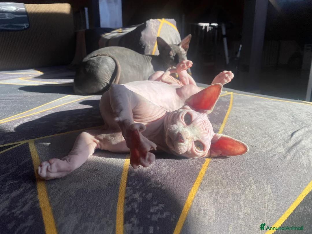 Sphynx gatti in vendita: Canadian Sphynx maschio - Annuncio 4