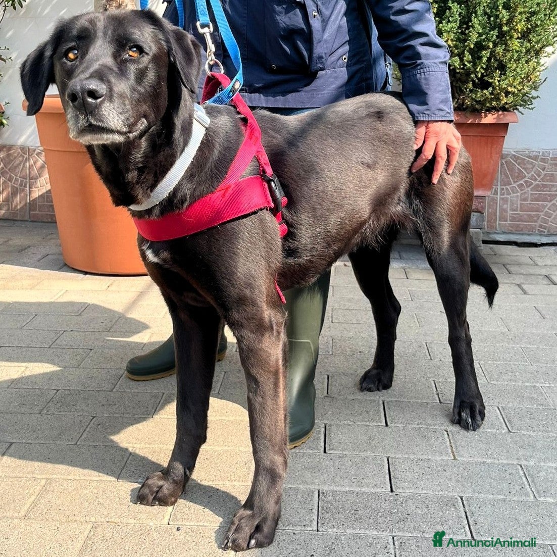 Meticcio cani ELIJA LABRADOR - Annuncio 5