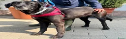 Meticcio cani in regalo: ELIJA LABRADOR - Annuncio 1