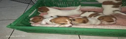 Jack Russell cani in vendita: Vendiita  - Annuncio 5