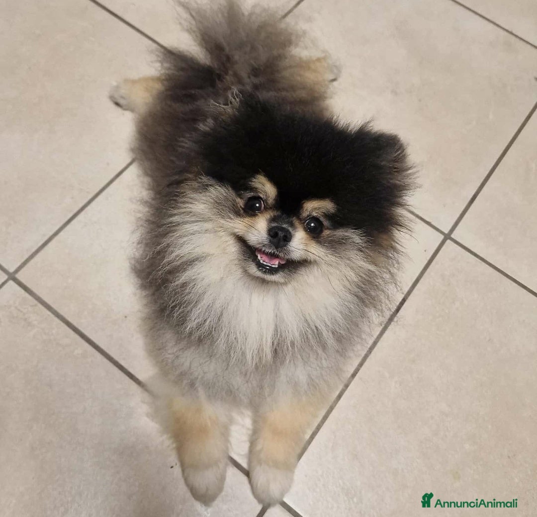 Spitz cani per accoppiamento: Stallocino Spitz tedesco nano - Immagine 2