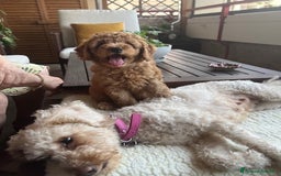 Barbone cani in vendita: Barboncino Red a Città metropolitana di Milano - Immagine 2