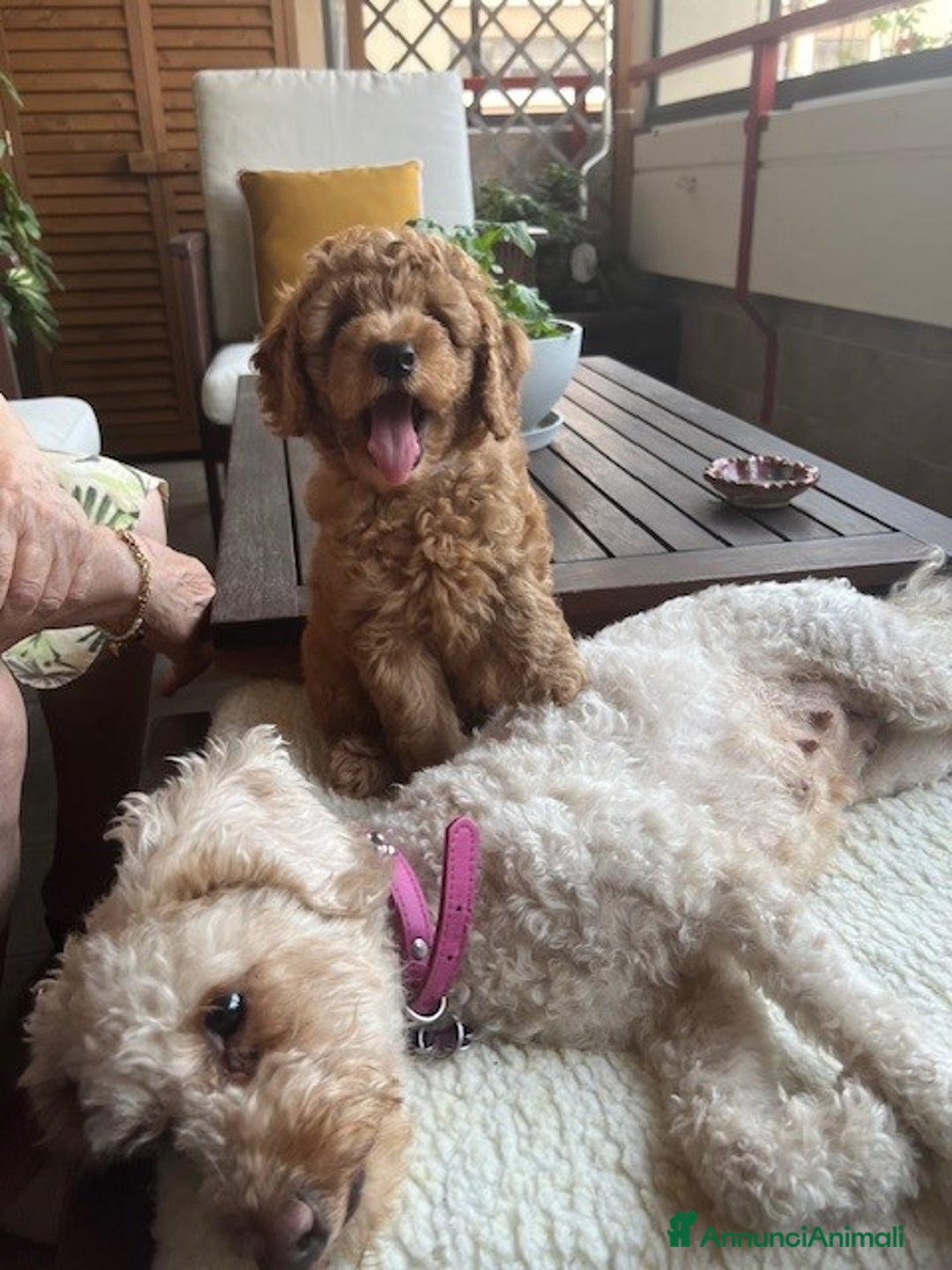 Barbone cani in vendita: Barboncino Red a Città metropolitana di Milano - Immagine 2