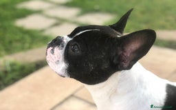 Bulldog Francese cani in vendita: Cucciolo Bulldog Francese da Allevamento Italiano  - Immagine 13