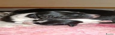 Border Collie 1