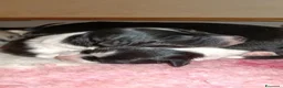Border Collie cani in vendita: Border Collie - Croce del Nord - Annuncio 3